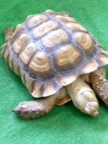 たかてんのブログ-120624_1010~02.jpg