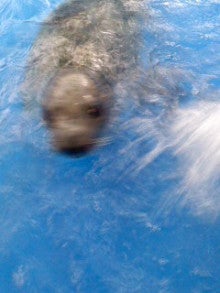 たかてんのブログ-120624_1005~01.jpg