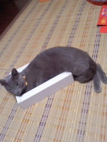たかてんのブログ-131006_2225~01.jpg